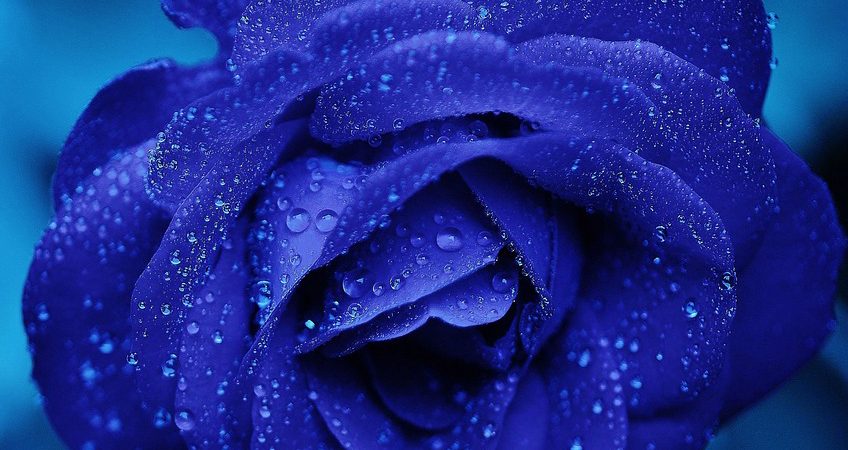 rose-165819_1280 kopia