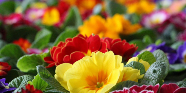 stadtschwedtoder-primroses-3637086_1920