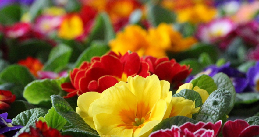 stadtschwedtoder-primroses-3637086_1920